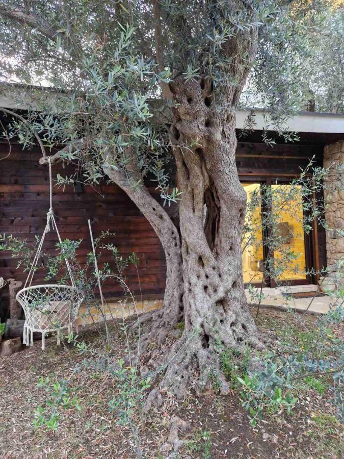 Olea Cottage Ulcinj Exteriör bild